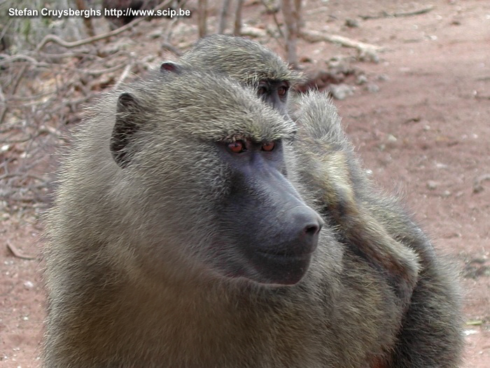 Tarangire - Baboon A baboon with his young on his back. Stefan Cruysberghs